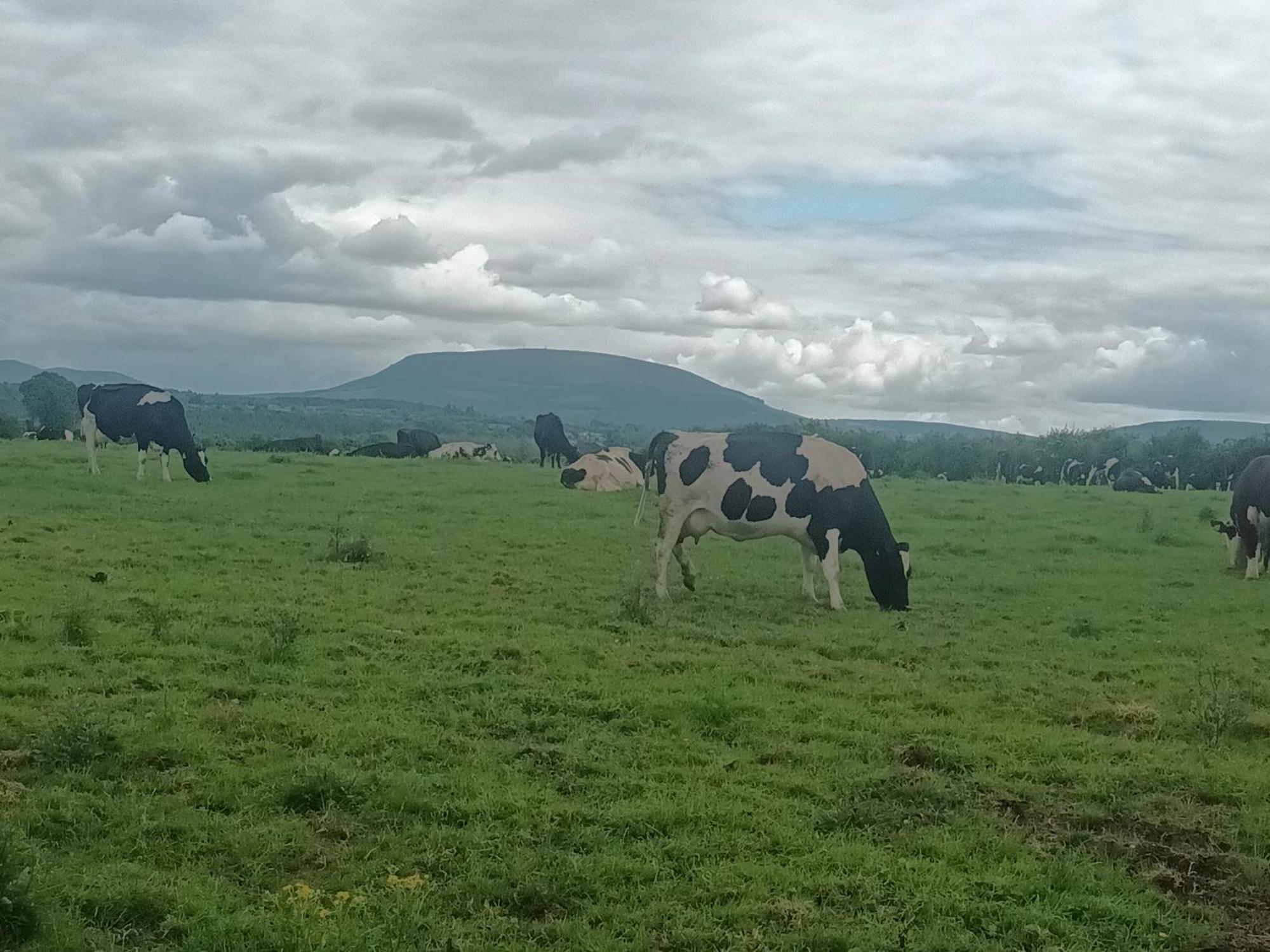 Birdhill Farmhouse Tipperary Exterior photo